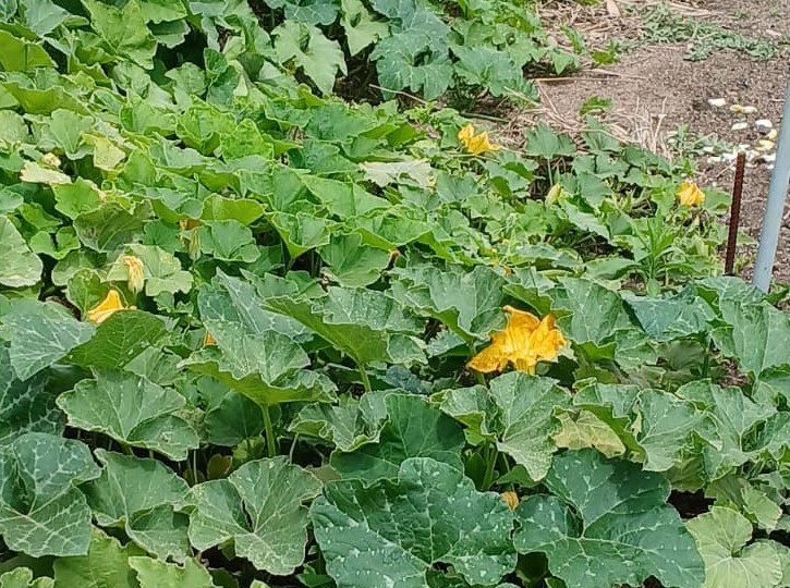 WhatsApp Image 2025-10-13 at 10.14.12